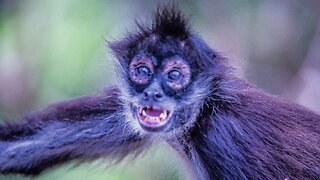 🤣FUNNY VIDEO OF MONKEYS LAUGHING (RAW,REAL,ORIGINAL AUDIO)