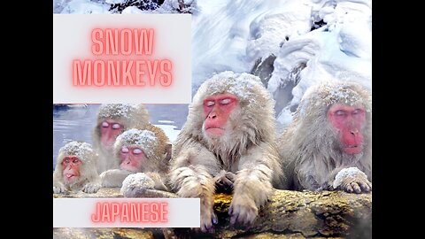 Japanese Snow Monkey Hot Spring Experience in JAPAN I NAGANO