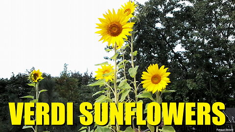 VERDI SUNFLOWERS LA TRAVIATA