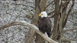 Hays Eagles nest -Red fox traveling through 11920