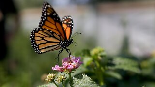 Migratory Monarch Butterfly Added To Endangered Species List