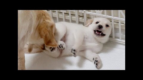 Puppy getting scolded after challenging Mom