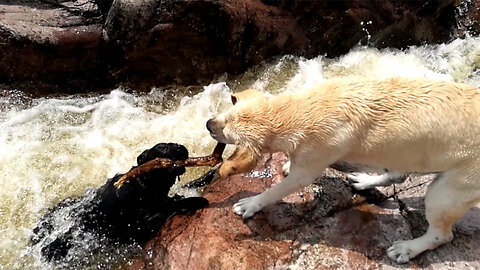 A dog saved another dog's life