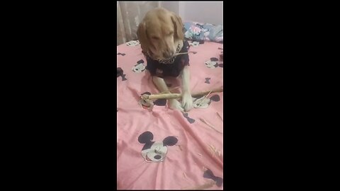 Indian doggy labrador