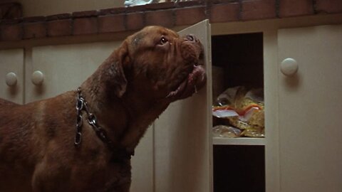 Turner and Hooch "I don't even like the dog"