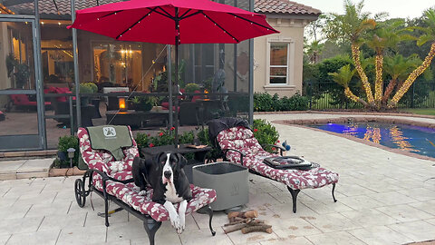 Funny Great Dane Swipes Sticks Before Firing Up The Smokeless Firepit