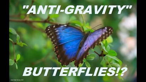 "Anti-Gravity" Butterflies!?