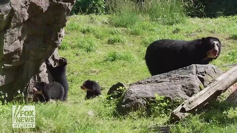 Three Bear Cubs Debut At Queens Zoo In New York