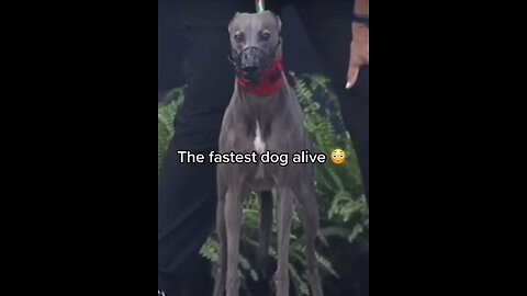 The fastest and most athletic dogs alive