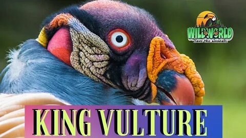 king vulture