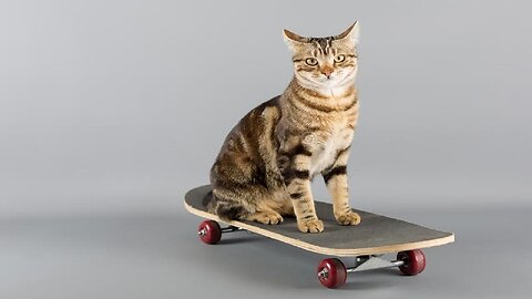 funny and cute Skateboarding Cats