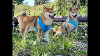 Rocky Mt. Shiba Inu, Nero & Nelly