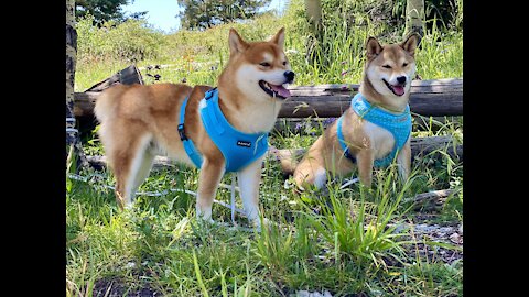 Rocky Mt. Shiba Inu, Nero & Nelly