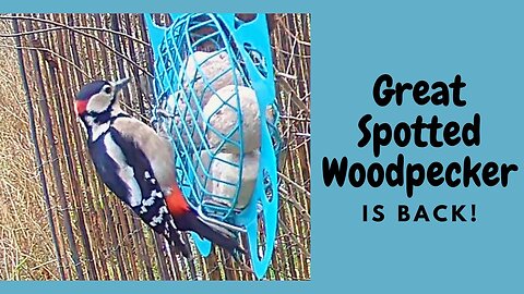 Great Spotted Woodpecker Bird