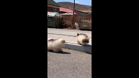 cute Alaskan malamute puppies