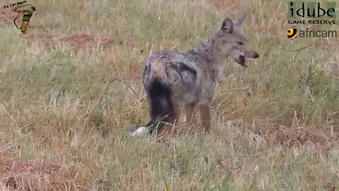 Side-Striped Jackal Catching Insects In The Grass