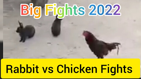 Rabbit vs Chicken Fights For Village Life