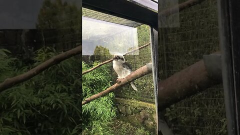 Belfast zoo kookaburra