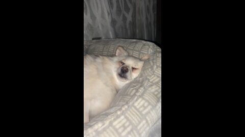 Snoring Pomeranian