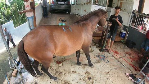 In front of horse slaughter in Indonesia 2