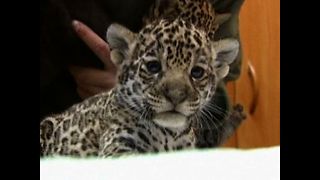 Baby Jaguar Cubs