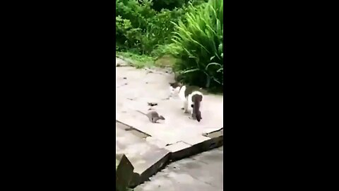 Tom and Jerry in Real Life