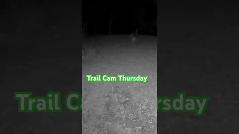 Trail Cam Treasures: Doe with Dynamic Duo #deer #prepperboss