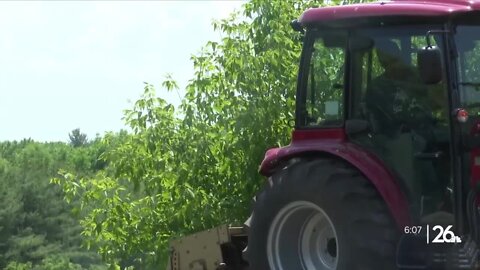 'Food is health': how Tsyunhehkwa Agriculture nourishes the community