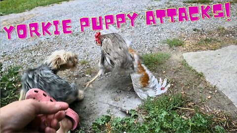 Yorkie Puppy ATTACKs Rooster To Protect Owner!