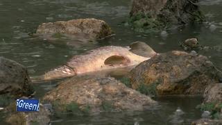 Thousands of fish die in Beaver Dam