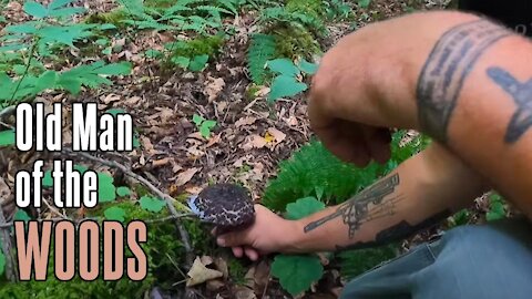 Old Man of the Woods | Shaggy, hairy edible mushroom found in Pennsylvania!