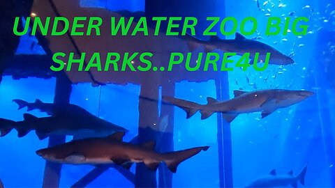 Big Sharks In Dubai Aquarium