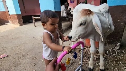 11 month baby play with calf || cow milking by hand.