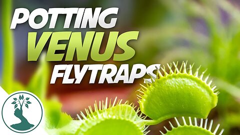 How To Repot a Venus Flytrap Into Sphagnum Moss | Venus Flytrap Care Guide