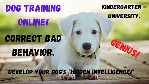 Dog Training to re-train their brain positively!