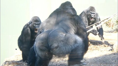 Gorilla's Big Fight❗️_ Shabani's Son Shuts His Mind To Dad _ What's Wrong With Shabani_
