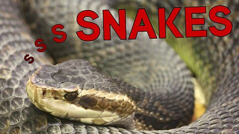 Snake Stories From The Crankssss | Gun Cranks TV Episode 178