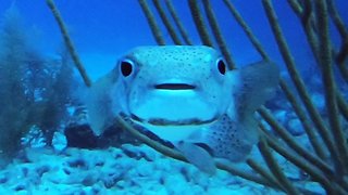 Adorable baby faced fish has surprisingly ferocious side if needed