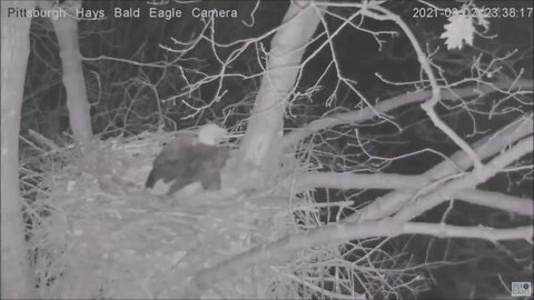 Hays Eagles Great Horned Owl knocks Dad off the nest branch 3.2.21 23:38