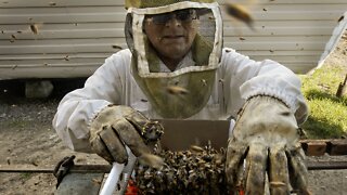 Bee vaccine could help insects survive as their population declines