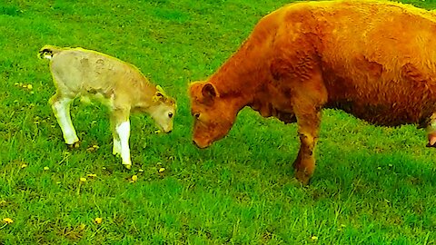 Loving mother cow plays with newborn calf, then nursers her