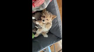 Maltipoo puppy wakes up very cutely from his nap