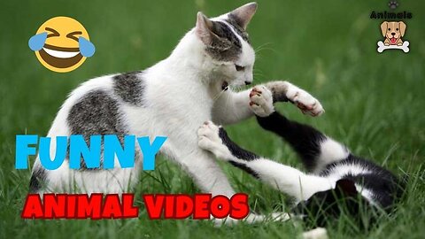 Funniest cats and dogs video, 🤣😍 2024 , Funny animal video, funny cat video funny kittens ✨