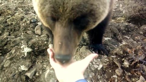 Russian workers hand-feed friendly wild bear