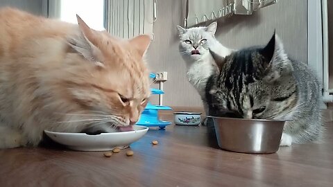 Cute 3 FAT CATS eating Funny Video