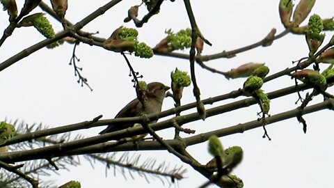 A Bird Having Breakfast