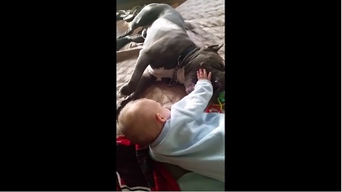 Pit Bull gently entertains baby best friend