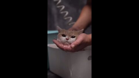 Cute little cat taking bath