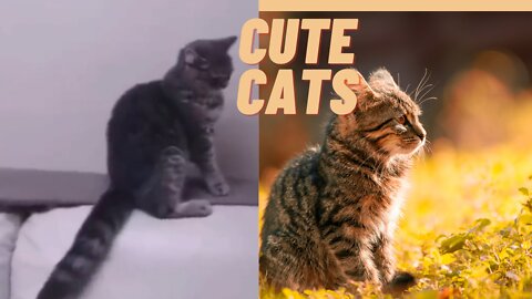 1.7 second-cute baby cats/ video from tiktok 30-01-2022/00:00am #cutbabtcats#