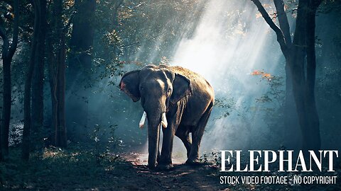 Elephants Animals Collection in 2023 | 4K African Wildlife | Elephant Stock Video Footage